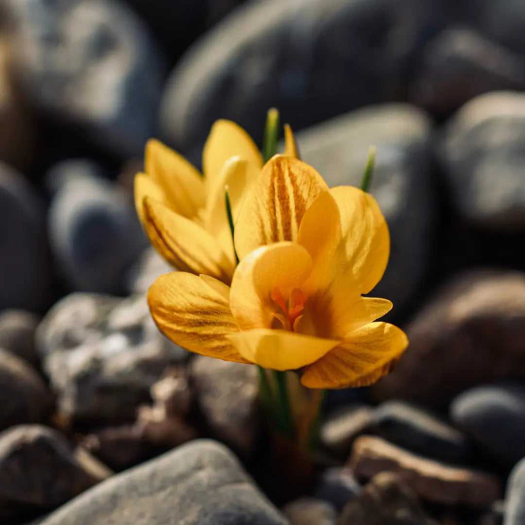 Building tinnitus resilience.