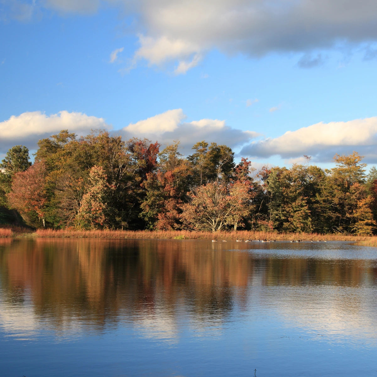 Lake with trees reflecting on the water under a blue sky with clouds